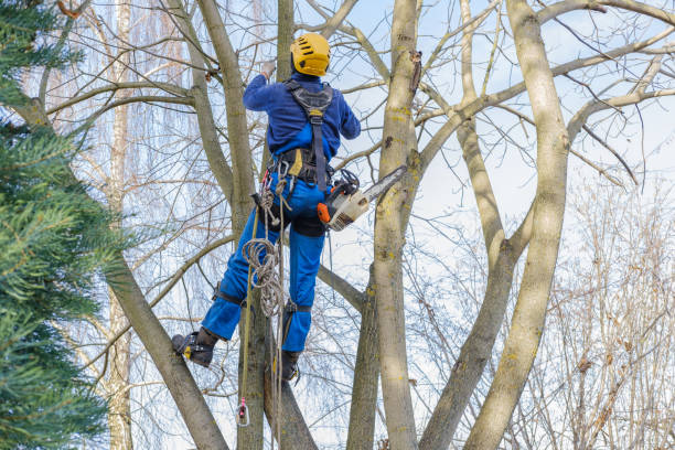 Best Arborist Consultation Services  in Baldwin, PA