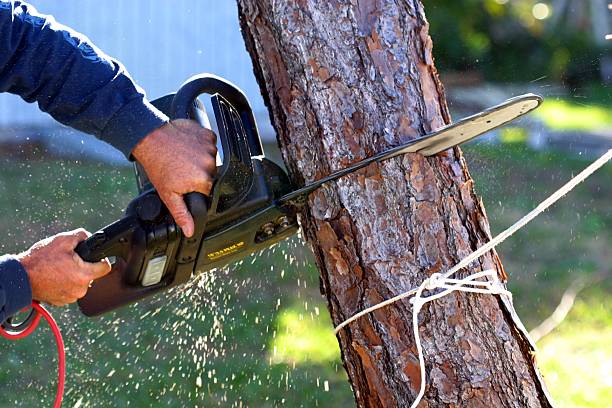 Best Commercial Tree Services  in Baldwin, PA