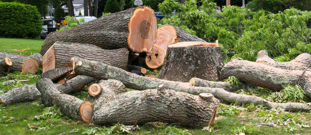 How Our Tree Care Process Works  in  Baldwin, PA