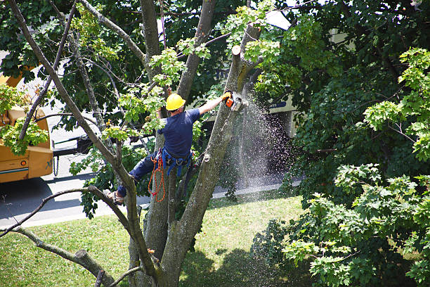 Best Tree Preservation Services  in Baldwin, PA